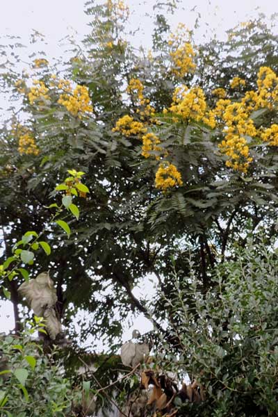 Senna spectabilis, Kenya, photo © by Michael Plagens