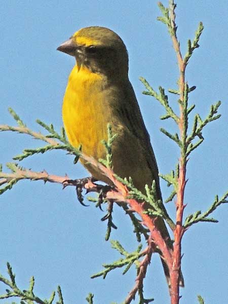 White-bellied Canary, Serinus dorsostriatus, photo © by Michael Plagens