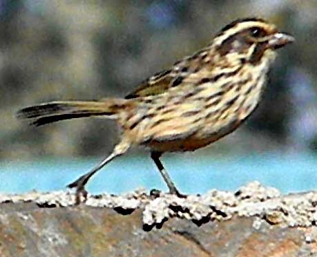 Streaky Seed-eater, Serinus striolatus, photo © by Michael Plagens