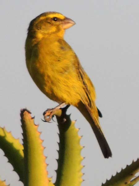 Brimstone Canary, Serinus sulphuratus, photo © by Michael Plagens