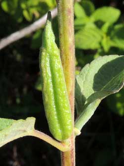 fruit of Sesamum angolense photo © by Michael Plagens