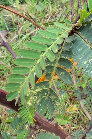 leaves of Sesbania sesban, Kenya, photo © by Michael Plagens