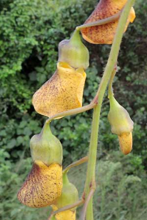 flowers of Sesbania sesban, Kenya, photo © by Michael Plagens