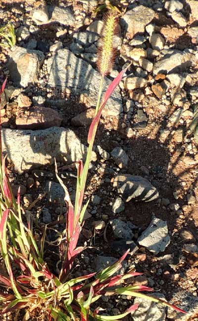 Setaria sp. in Kenya, photo © by Michael Plagens