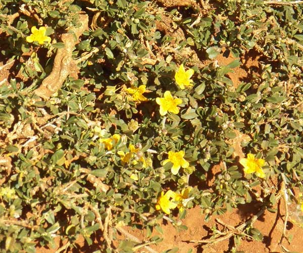 Sida cuneifolia complex, a mallow species from Nairobi, Kenya, photo © by Michael Plagens