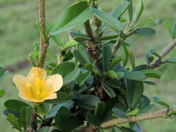 Sida cuneifolia complex, a mallow species from south of Nairobi, Kenya, photo © by Michael Plagens