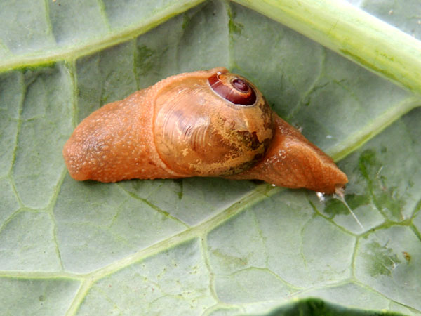 a land snail from Kitale, Kenya. Photo © by Michael Plagens