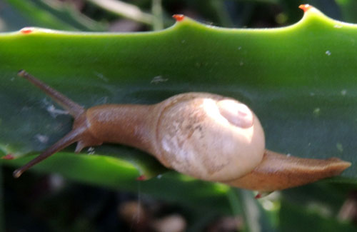 a Sheldonia land snail from Nairobi, Kenya. Photo © by Michael Plagens