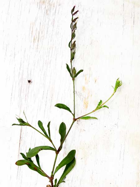 Silene gallica in Kenya, photo © by Michael Plagens