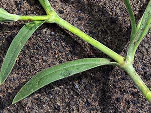 detail of leaves Silene burchellii in Kenya, photo © by Michael Plagens