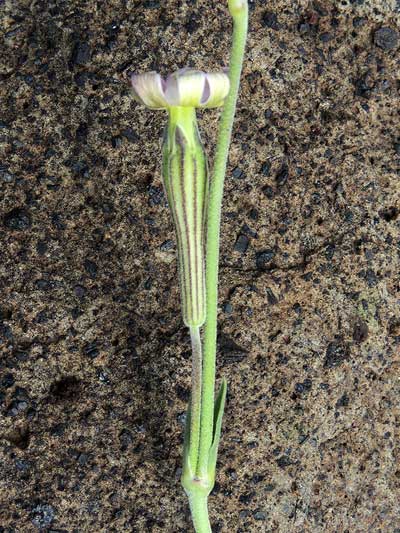 Silene burchellii in Kenya, photo © by Michael Plagens