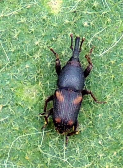 Granary Weevil, flying in farmland habitat, South Nandi, Kenya. Photo © by Michael Plagens