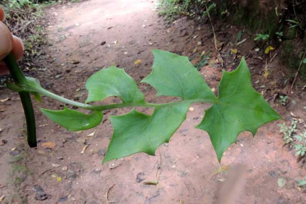 a composite vine, Solanecio angulatus, Kenya, photo © by Michael Plagens