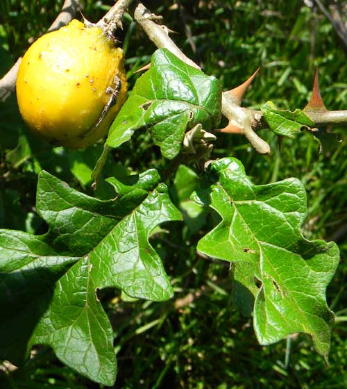 Solanum aculeastrum from near Eldoret, Rift Valley, Kenya, photo © by Michael Plagens