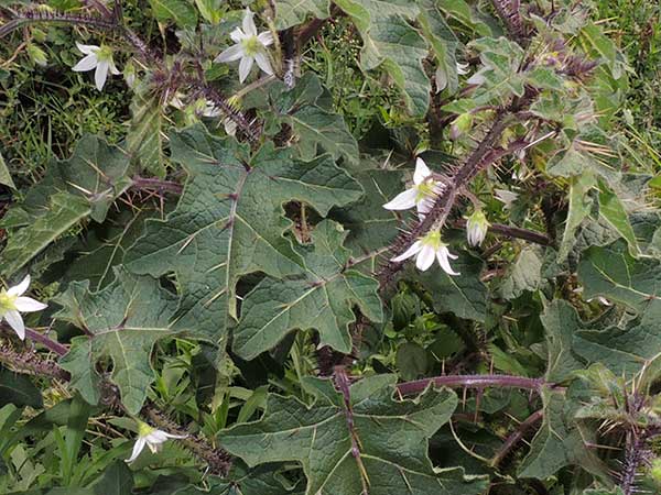 Prickliest Nightshade, Solanum aculeatissimum, Kenya, photo © by Michael Plagens