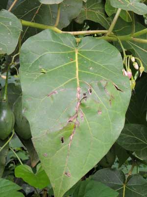 Solanum betaceum from near Kapengurai, Kenya, photo © by Michael Plagens