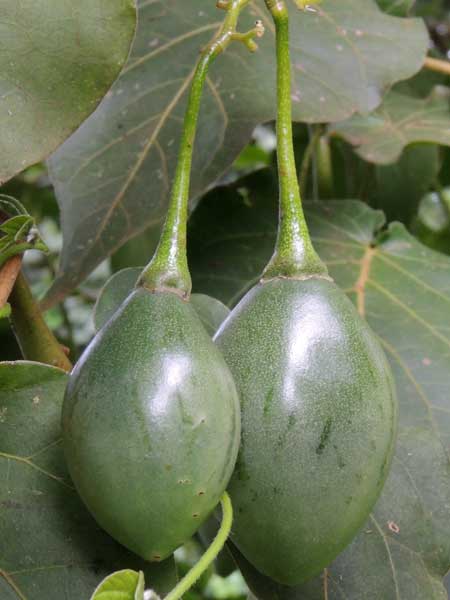 Solanum betaceum from near Kapengurai, Kenya, photo © by Michael Plagens