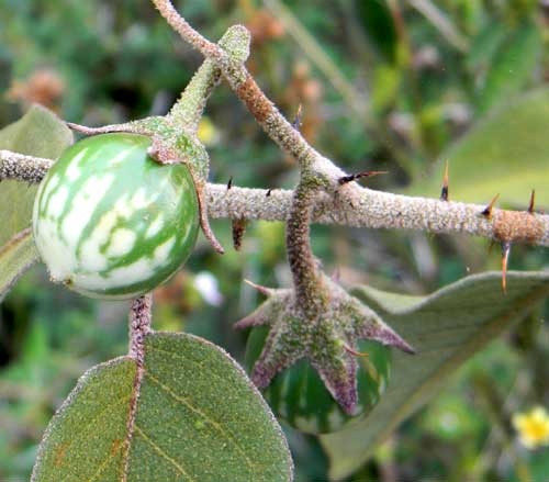Solanum incanum from near Marigat, Rift Valley, Kenya, photo © by Michael Plagens