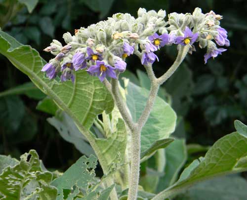 Solanum mauritianum from Kakamega Forest, Kenya, photo © by Michael Plagens