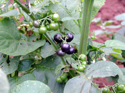 Black Nightshade, Solanum nigrum, from Kitale, Rift Valley, Kenya, photo © by Michael Plagens