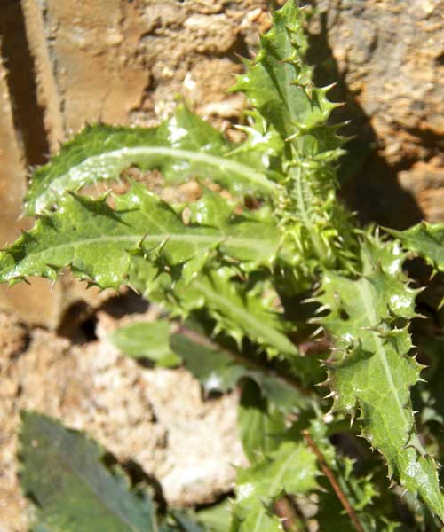 foliage of prickly sow-thistle, Sonchus asper, Eldoret, Kenya, photo © by Michael Plagens