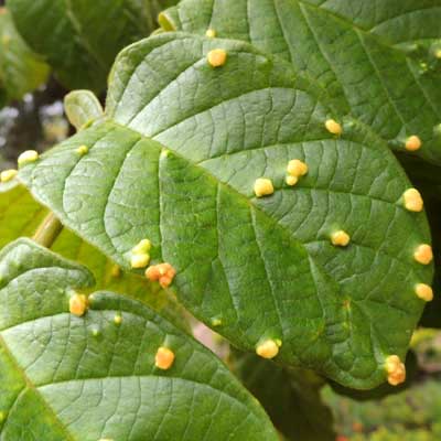 gall mites, Eriophyidae, on leaves of Spathodea campanulata, from Kenya, photo © by Michael Plagens