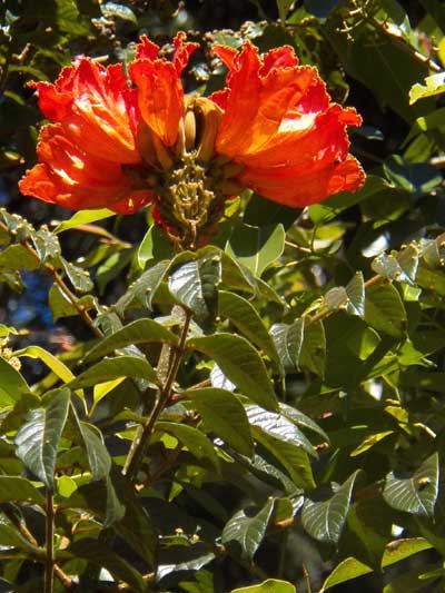 Nandi Flame, Spathodea campanulata, from Kenya, photo © by Michael Plagens