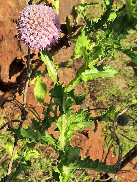 Sphaeranthus species, Nairobi, Kenya, photo © by Michael Plagens