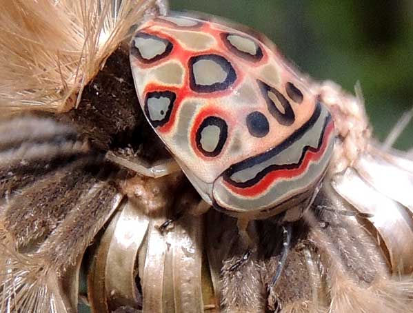 a Picasso Bug, Sphaerocoris sp., Scutelleridae, from Eldoret, Kenya. Photo © by Michael Plagens