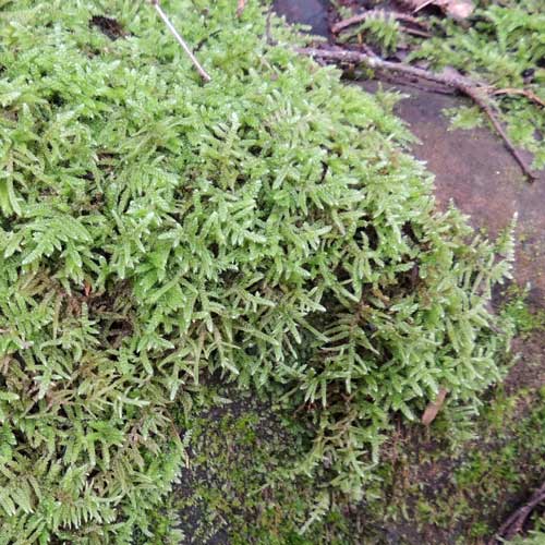 a moss, Sphagnum sp., photo © by Michael Plagens