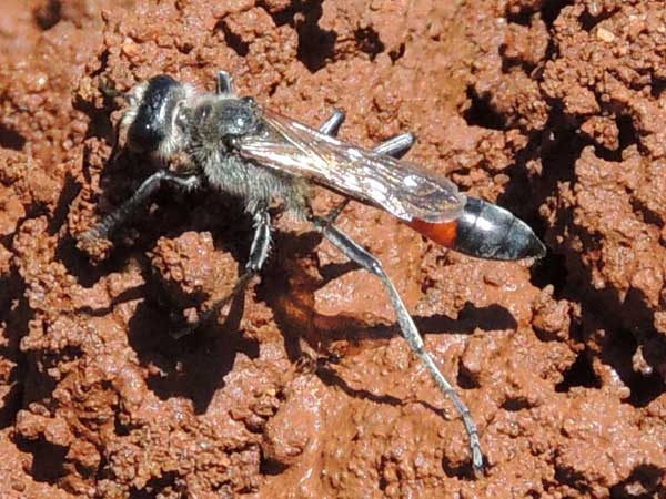 Thread-waisted Wasp, Sphecidae, Kenya. Photo © by Michael Plagens