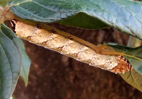 a moth larva, possibly to a sphinx moth, from Kenya, photo © by Michael Plagens