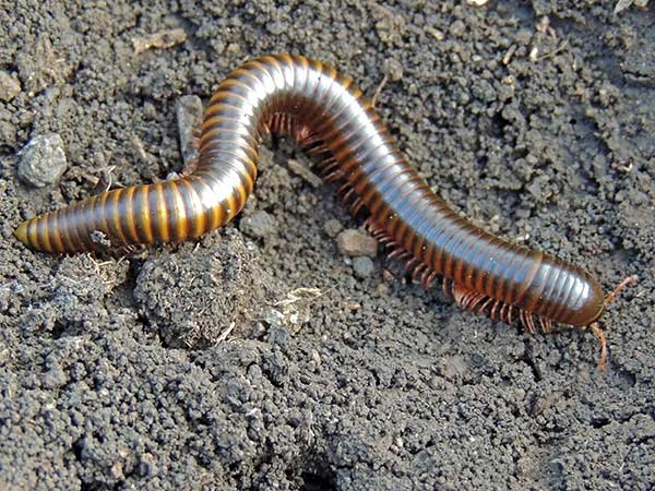 a Spirostreptidae Millipede, from Kiserian, Kenya. Photo © by Michael Plagens