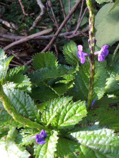 Jamaican Vervain, Stachytarpheta jamaicensis, by Michael Plagens