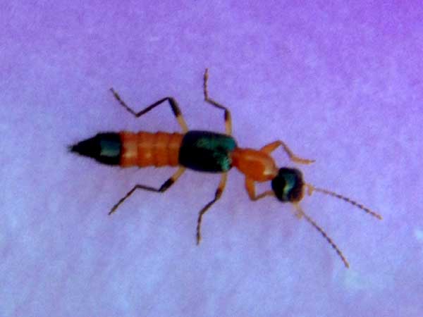 a rove beetle, Staphylinidae, from Mombasa, Kenya, photo © by Michael Plagens