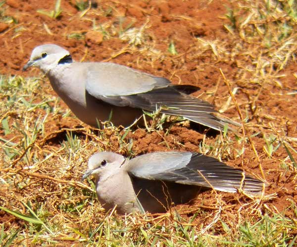 Ring-necked Dove, Streptopelia capicola, photo © by Michael Plagens.