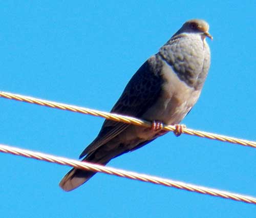 African Mourning Dove, Streptopelia decipiens, photo © by Michael Plagens.