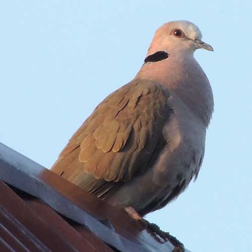 Red-eyed Dove, Streptopelia semitorquata, photo © by Michael Plagens.