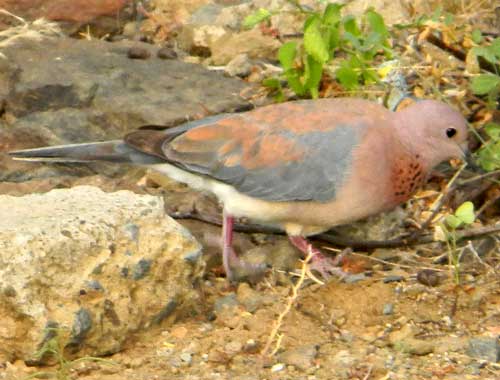 Laughing Dove, Streptopelia senegalensis, photo © by Michael Plagens.