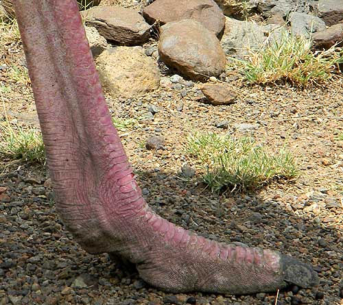 Impressive foot of the Common Ostrich, Struthio camelus, photo © by Michael Plagens.