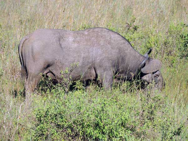 Cape Buffalo, Syncerus caffer, photo © by Michael Plagens