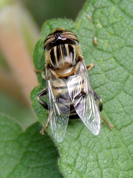 a hover fly, Syrphidae, Eristalinae, observed at Nairobi, Kenya. Photo © by Michael Plagens