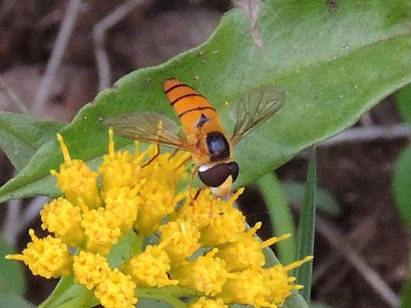 a Hover Fly, Syrphidae, observed at Mweiga, Nyeri County, Kenya. Photo © by Michael Plagens