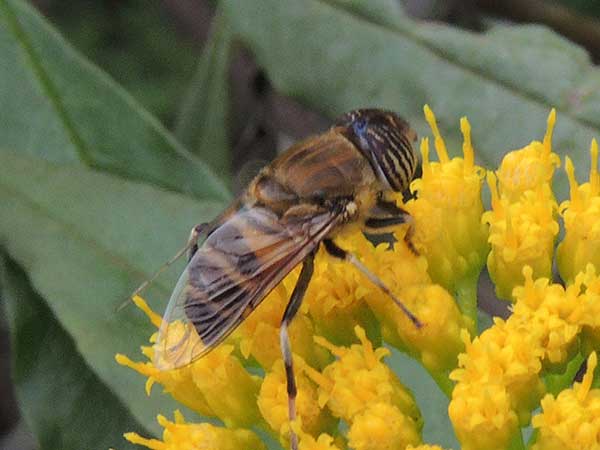 a Hover Fly, Syrphidae, observed at Mweiga, Nyeri County, Kenya. Photo © by Michael Plagens