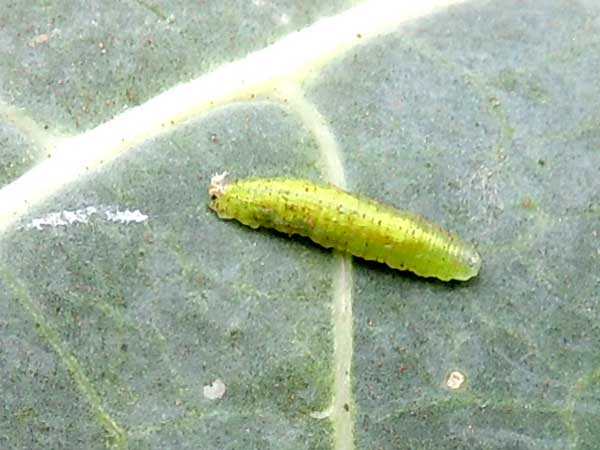 a hover fly larva, Syrphidae, observed at Eldoret, Kenya. Photo © by Michael Plagens