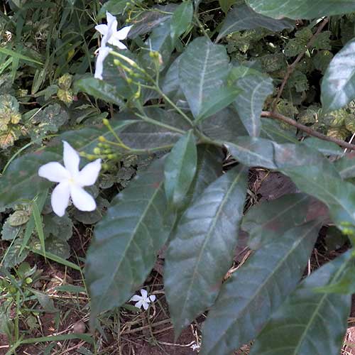 Tabernaemontana in cultivation from Kenya, photo © by Michael Plagens