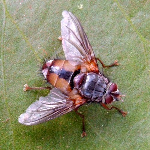 a tachina fly. Tachinidae, observed at Eldoret, Kenya. Photo © by Michael Plagens
