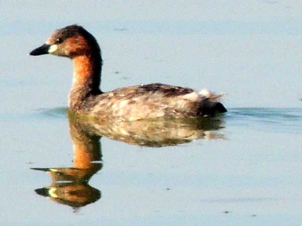 Little Grebe, Tachybaptus ruficollis, photo © by Michael Plagens