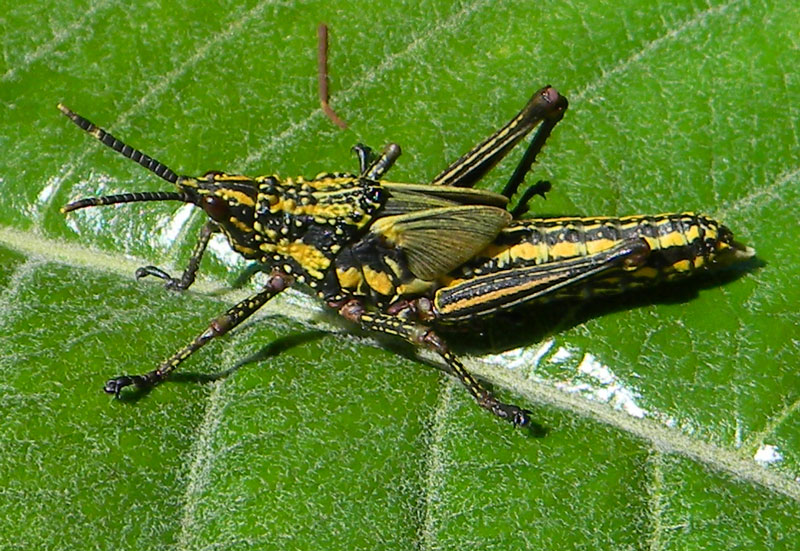 a Pyrgomorphidae grasshopper observed at Naiberi River Camp, Kenya, Oct. 14, 2010. Photo © by Michael Plagens