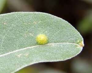 a leaf gall on Tarchonanthus at Menangai, Kenya, photo © by Michael Plagens